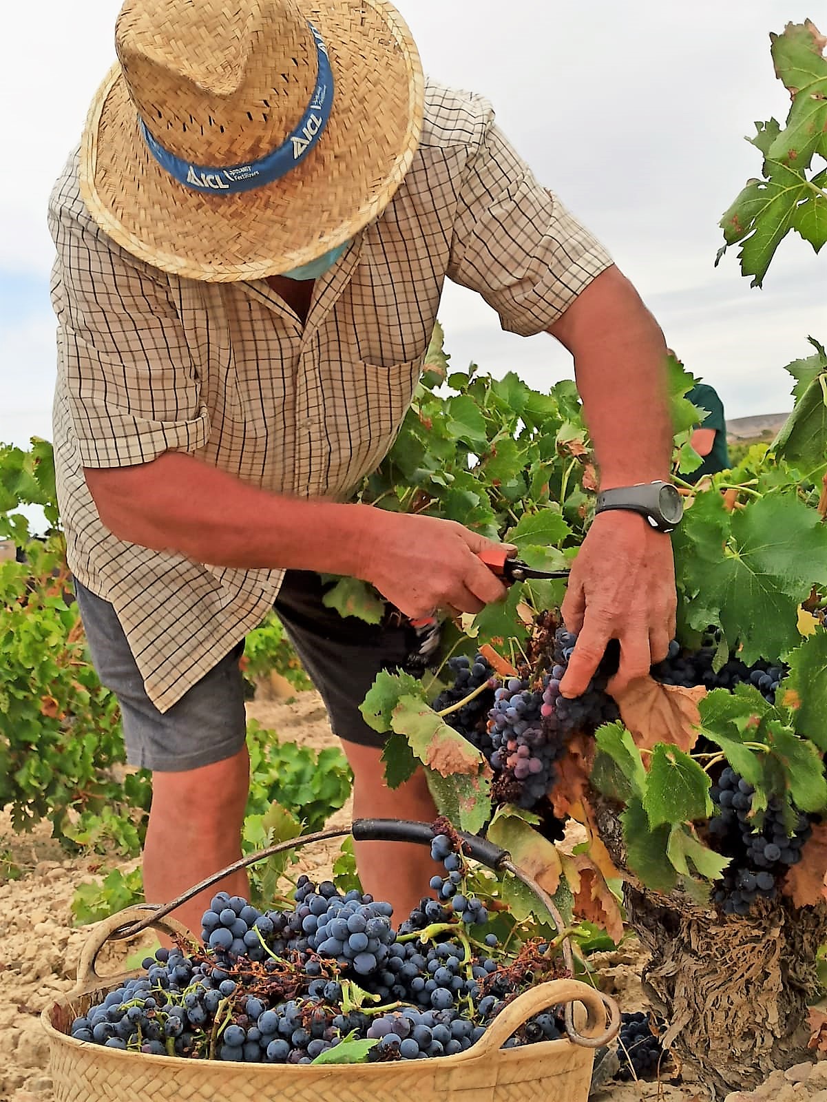 AGRICULTOR VENDIMIANDO EN TIEMPO DE PANDEMIA